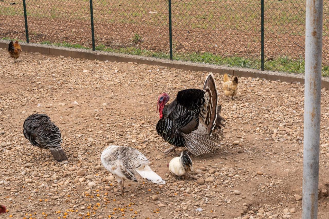 Agriturismo Pozzo Fiorito Castiglione Delle Stiviere Zewnętrze zdjęcie